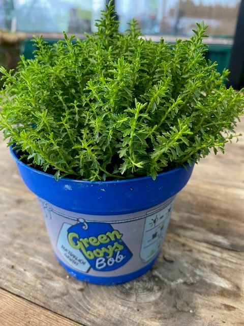 Hebe 'Green Boys'
