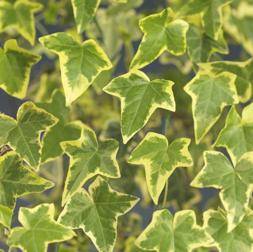 Hedera helix 'Gold Child'