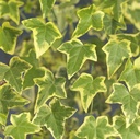 Hedera helix 'Gold Child'