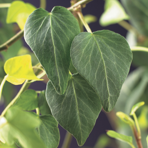 Hedera helix 'Natasja'