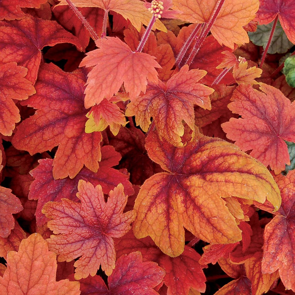 Heucherella hybride 'Sweet Tea'
