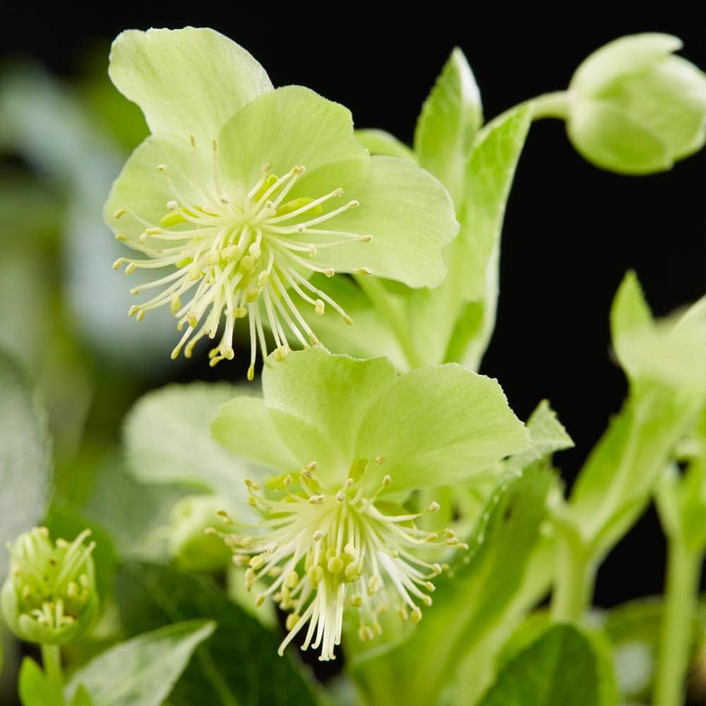 Helleborus lividus (GD)
