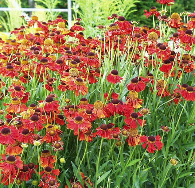 Hebe 'Midsummer Beauty'