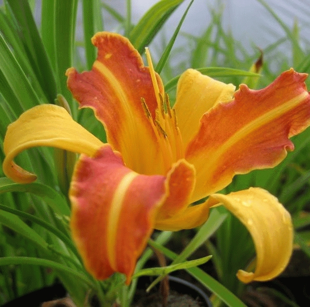 Hemerocallis 'Frans Hals'