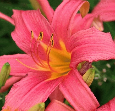 Hemerocallis 'Pink Damask'