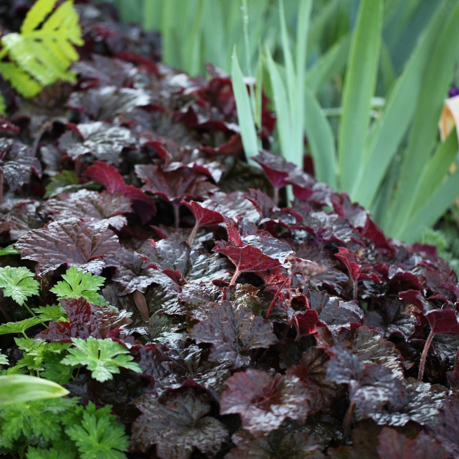 Heuchera micr. 'Palace Purple'