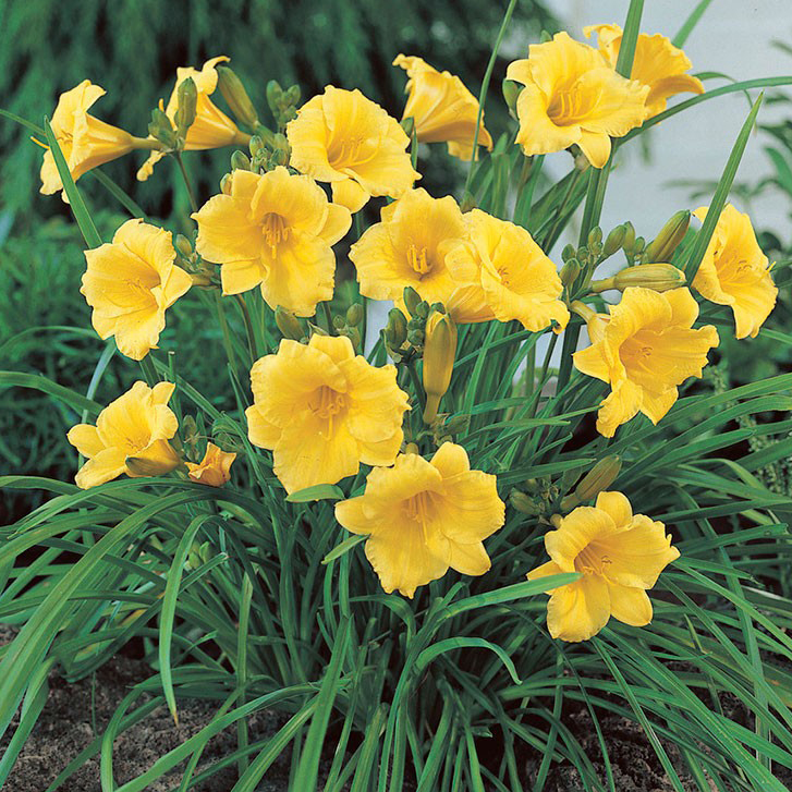 Hemerocallis 'Stella de Oro' (GD)