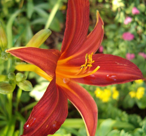 Hemerocallis 'Sammy Russel'