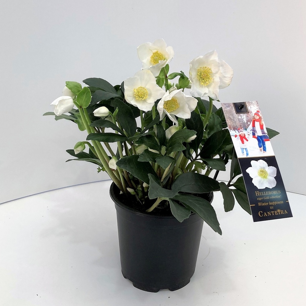 ROSE DE NOËL