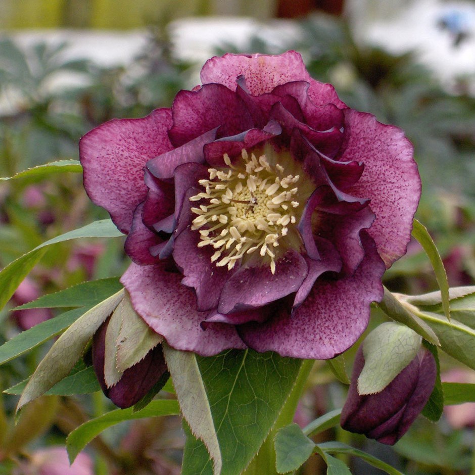 Helleborus or. 'Double Ellen'