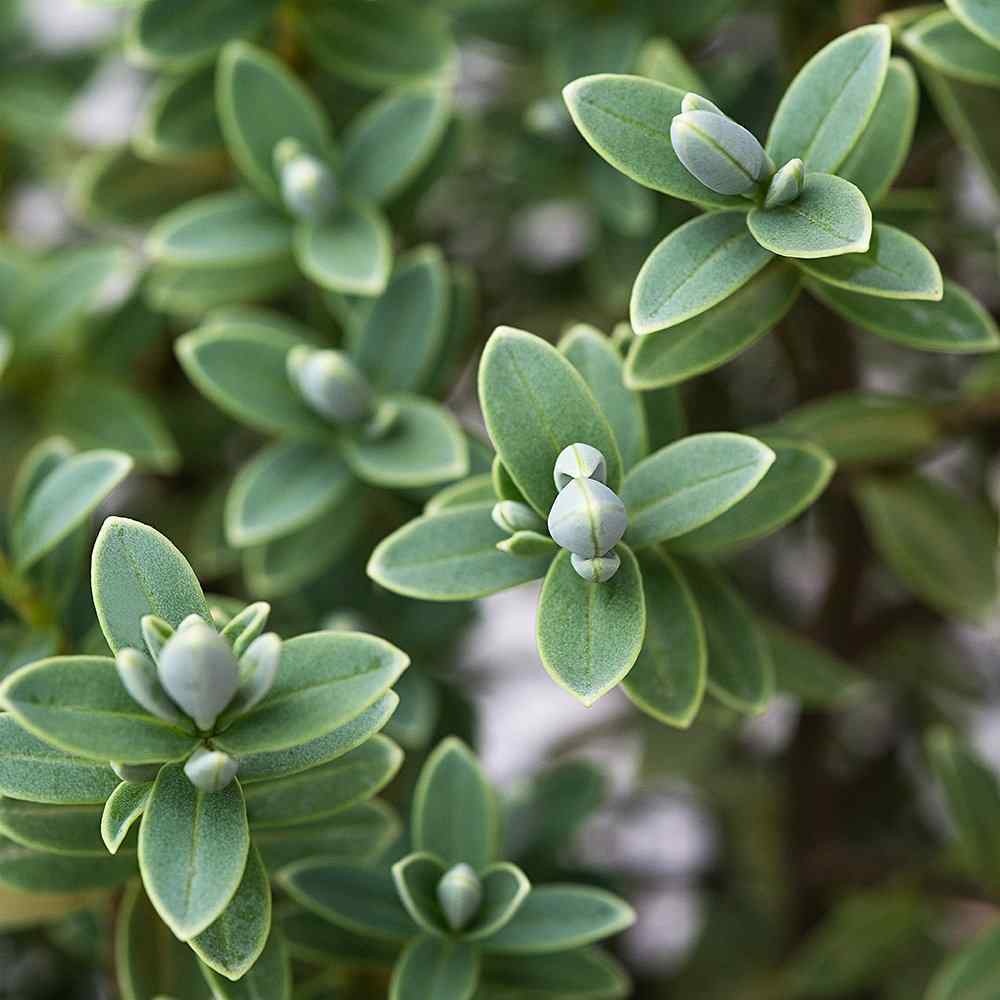 Hebe pinguifolia