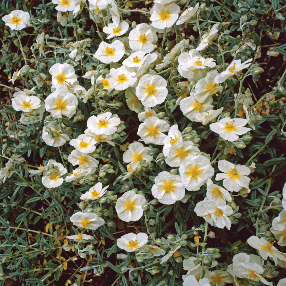 Helianthemum 'The Bride'