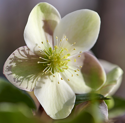 Helleborus or. ViV® 'Valeria'