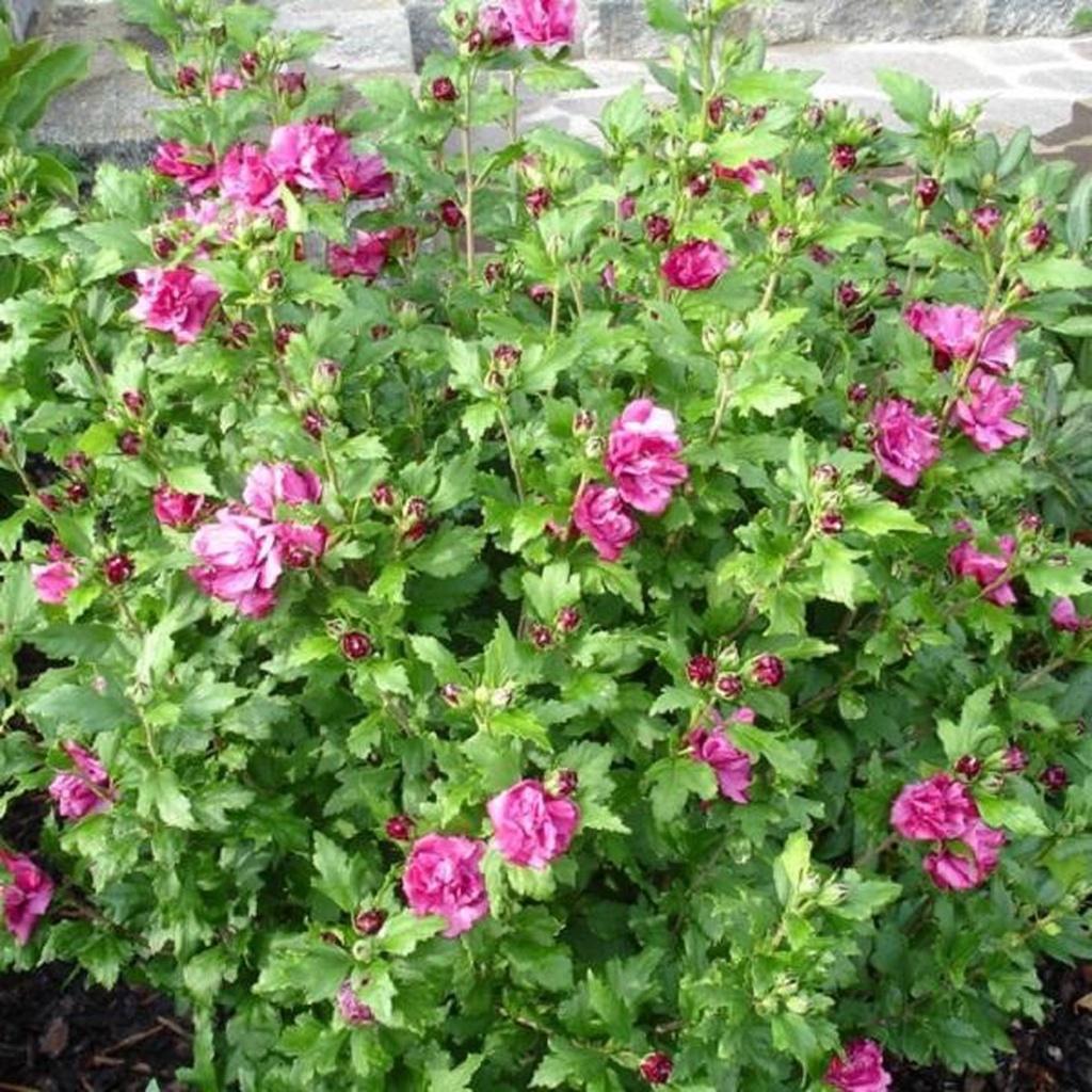 Hibiscus syr. 'Duc De Brabant' (RR)