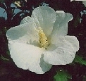 Hibiscus syr. 'Melwhite'