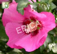 Hibiscus syr. 'Pink Giant'