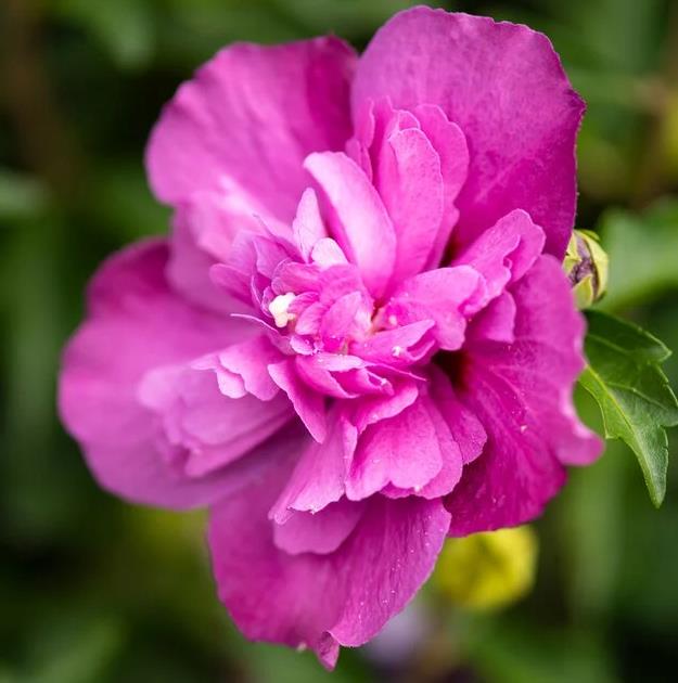 Hibiscus syr. 'Sanchonyo' (='Purple Ruffles')