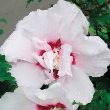 Hibiscus syr. 'Lady Stanley'