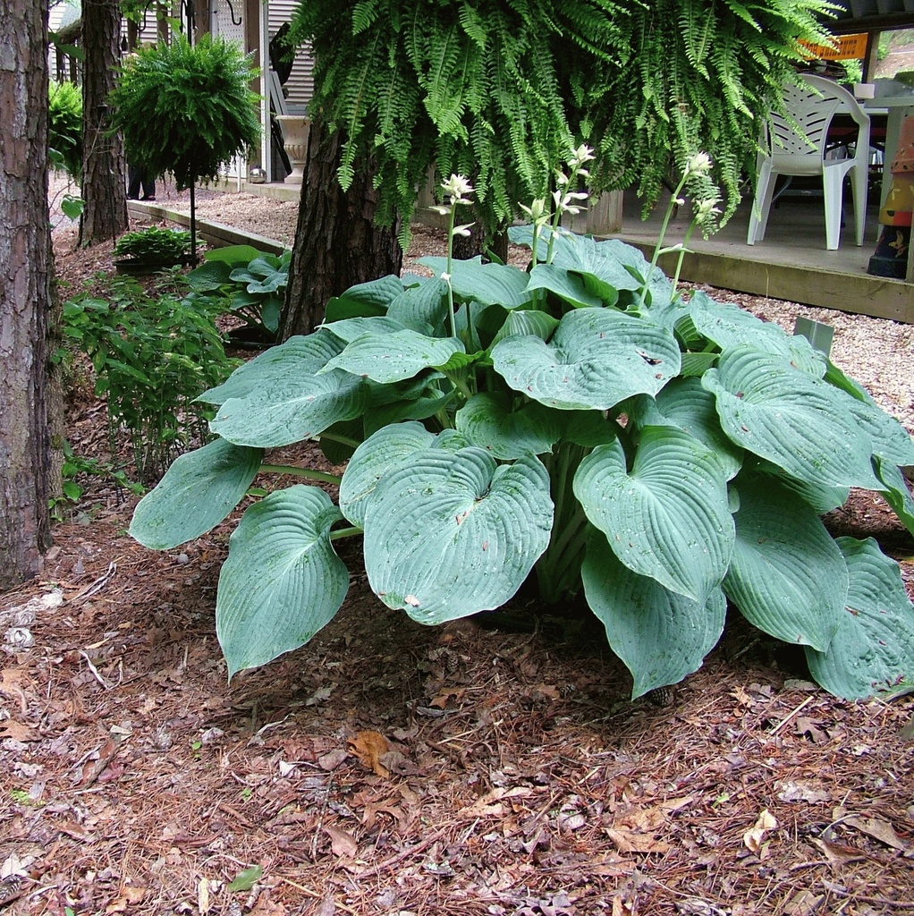 HOSTA
