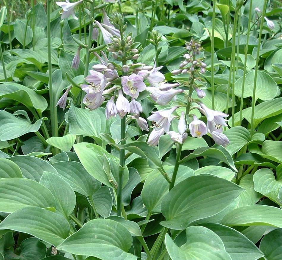 HOSTA