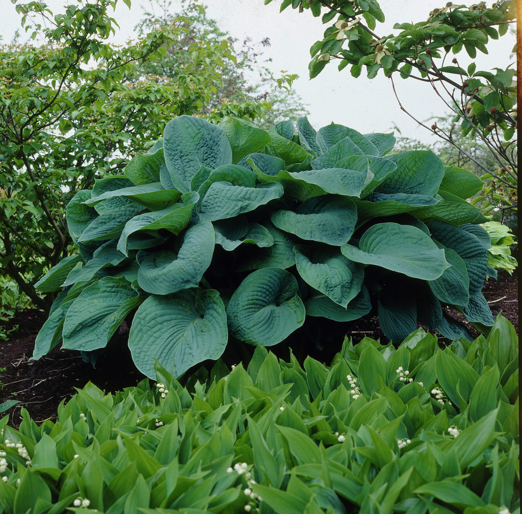 Hosta 'Big Daddy'