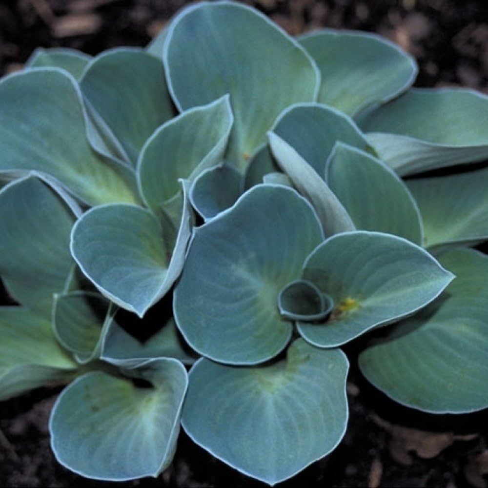 Hosta 'Blue Mouse Ears'