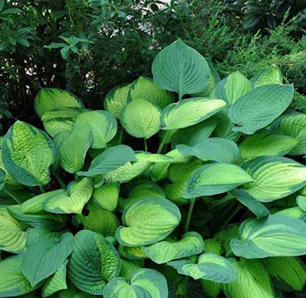 HOSTA