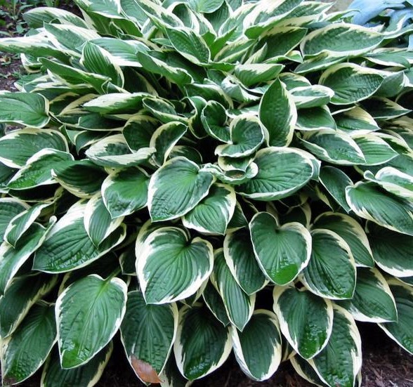 HOSTA