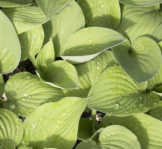 Hosta fort. 'Gold Standard'