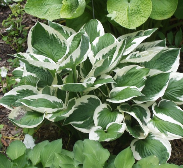 Hosta fort. 'Patriot'