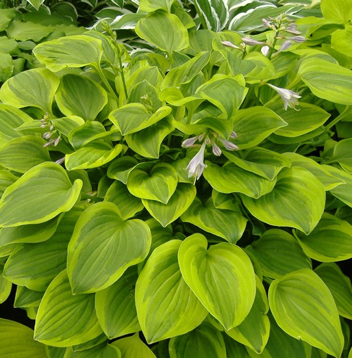 Hosta 'Golden Tiara'