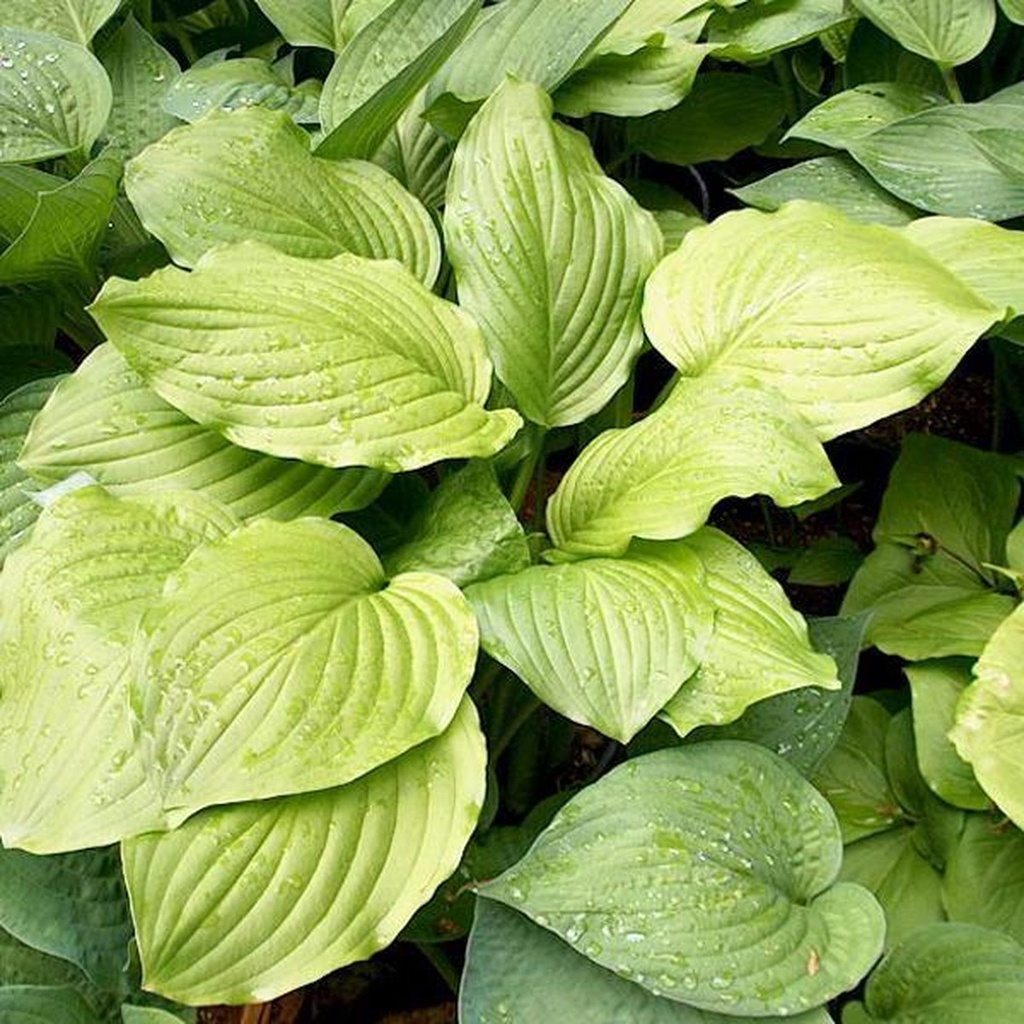 Hosta 'Honeybells'