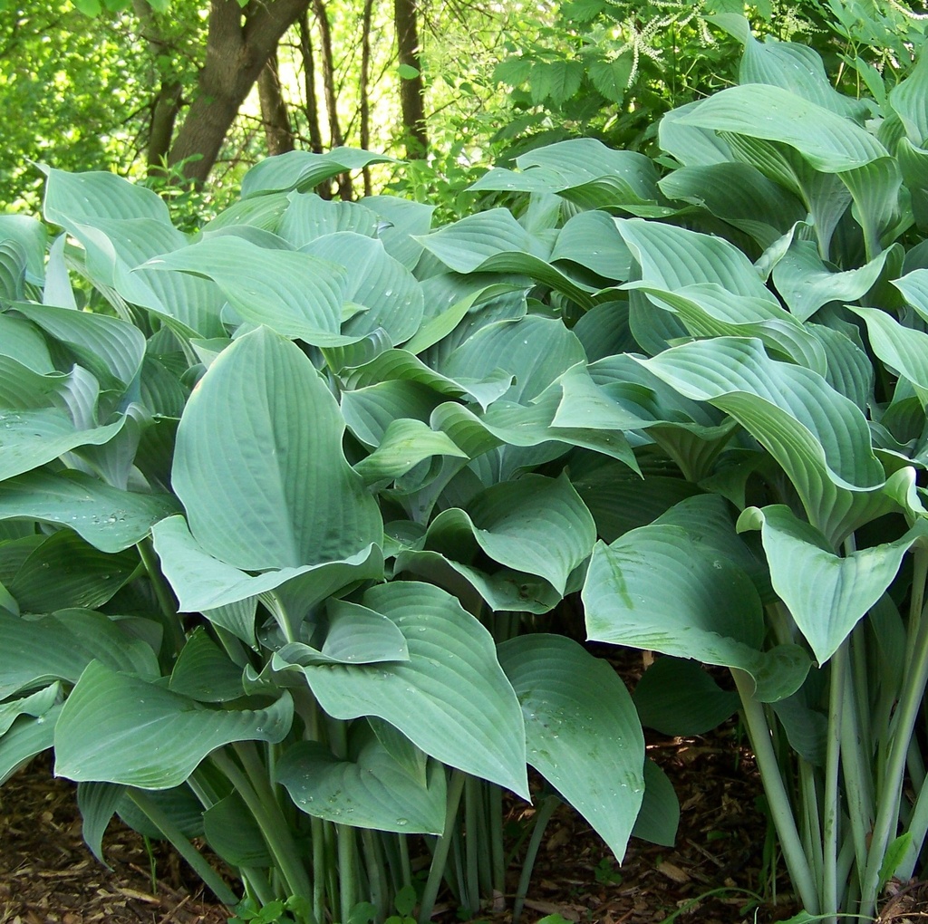 Hosta 'Krossa Regal'