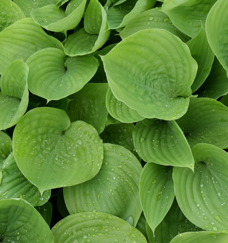 Hosta 'Sum and Substance'