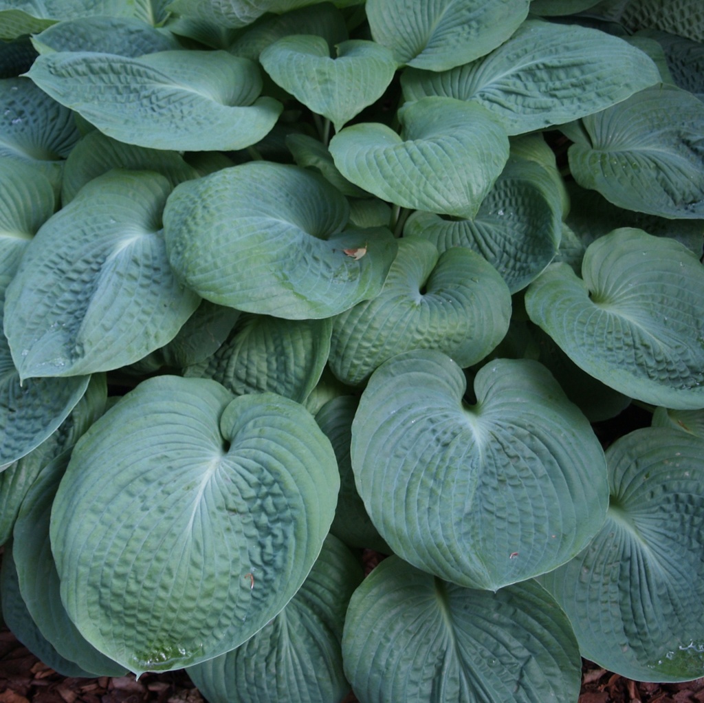 HOSTA