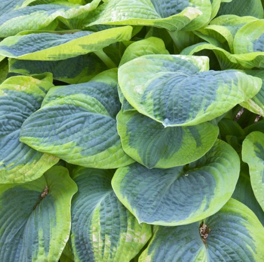 Hosta sieb. 'Frances Williams'