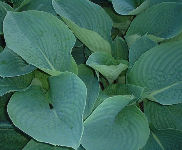 HOSTA