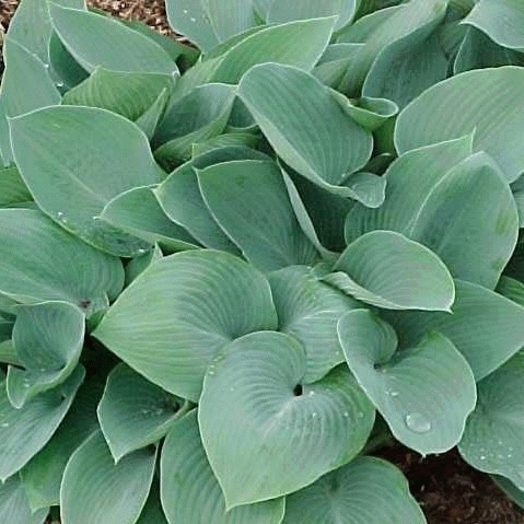 HOSTA