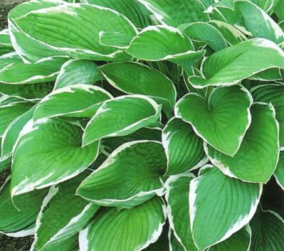 HOSTA
