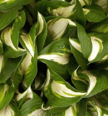 HOSTA