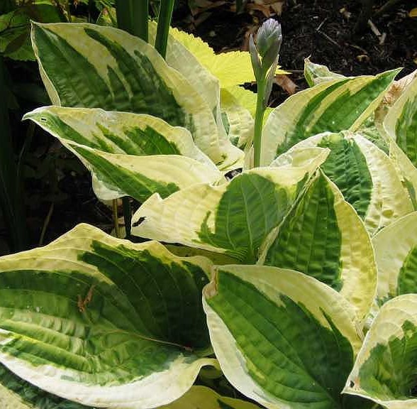 HOSTA