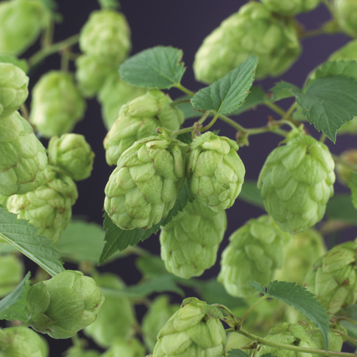 Humulus lupulus 'Nordbrau' (GD)
