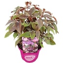 Hydrangea aspera 'Hot Chocolate'