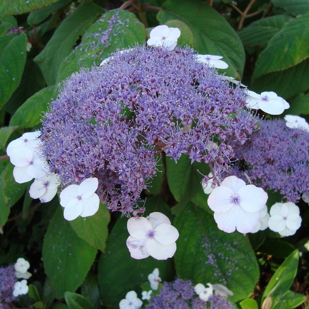 HORTENSIA RUGUEUX