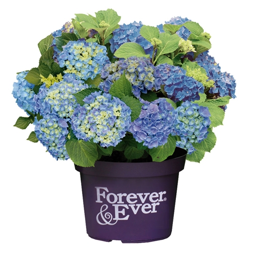 HORTENSIA