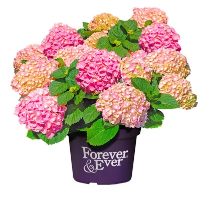 HORTENSIA