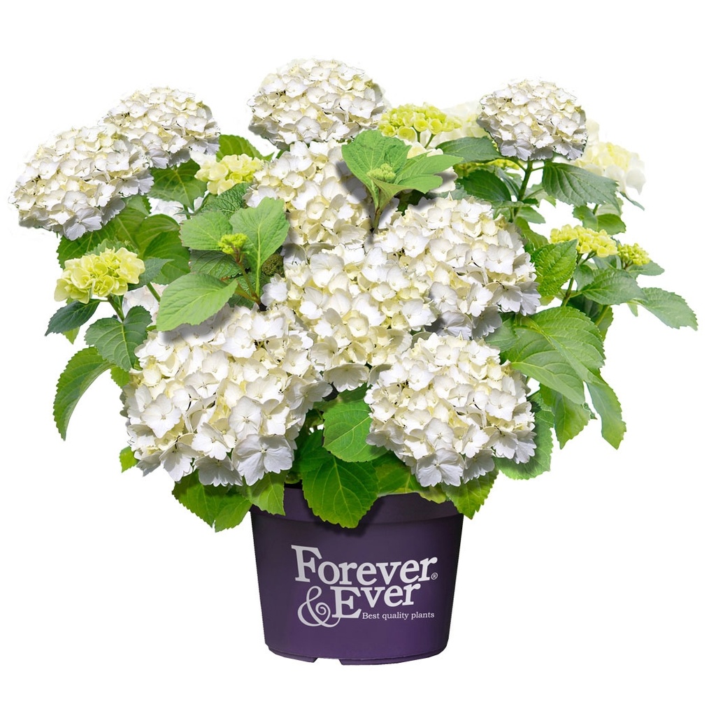 HORTENSIA