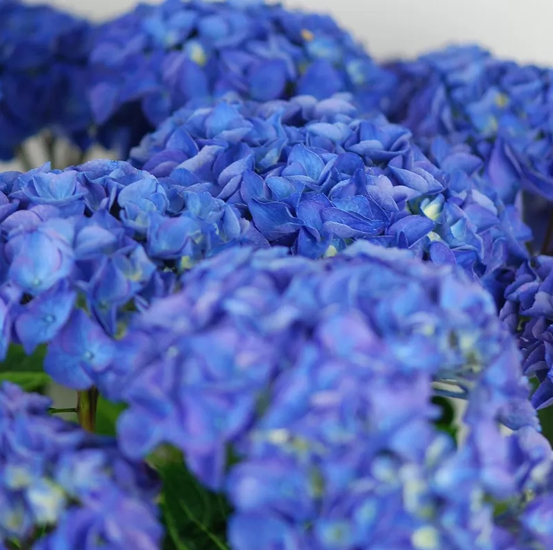 HORTENSIA