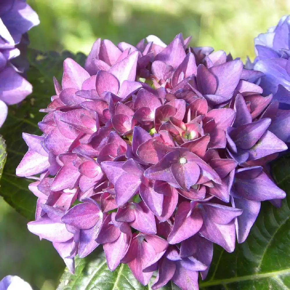 Hydrangea macrophylla