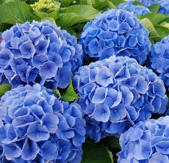 Hydrangea macr. 'Bela'®